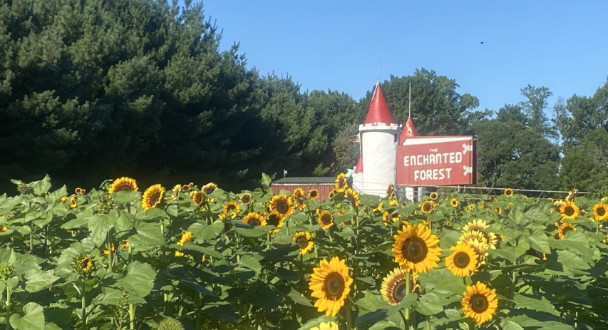 Sunflower Showcase at Clarks Farm
