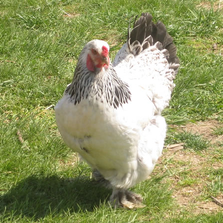 Chickens at Clarks Farm