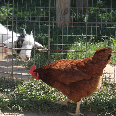 Chickens at Clarks Farm