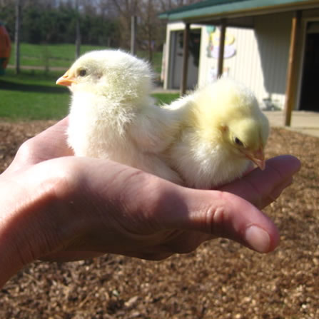 Chicks at Clarks Farm