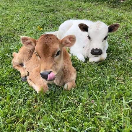 Cows at Clarks Farm