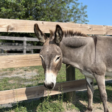 Donkeys at Clarks Farm