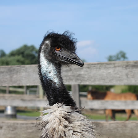 Emus at Clarks Farm