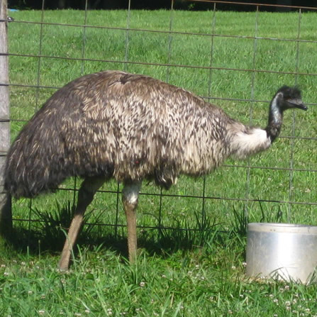 Emus at Clarks Farm