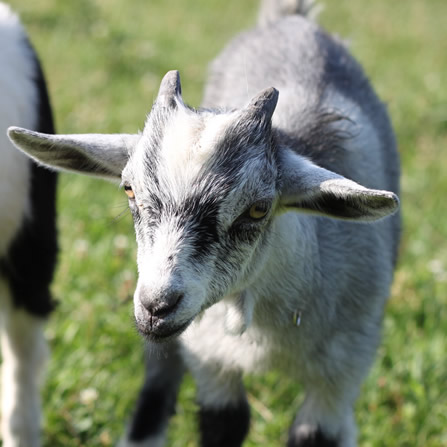 Goats at Clarks Farm