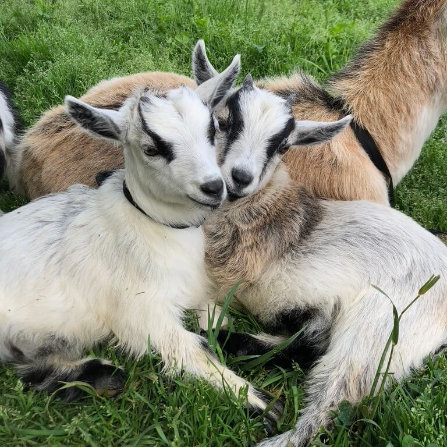 Goats at Clarks Farm