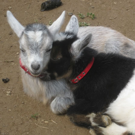 Goats at Clarks Farm