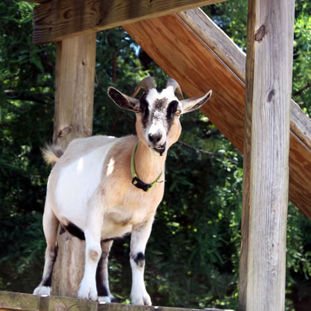 Goats at Clarks Farm