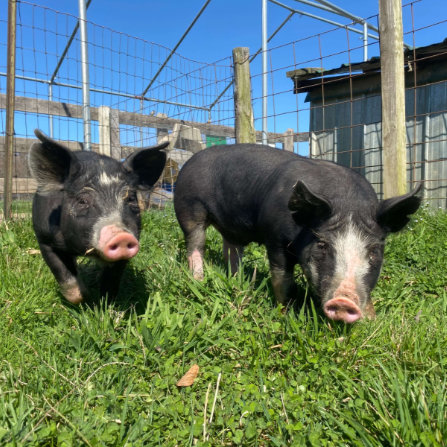 Pigs at Clarks Farm