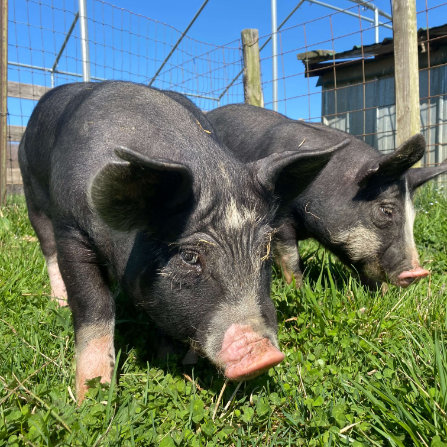 Pigs at Clarks Farm