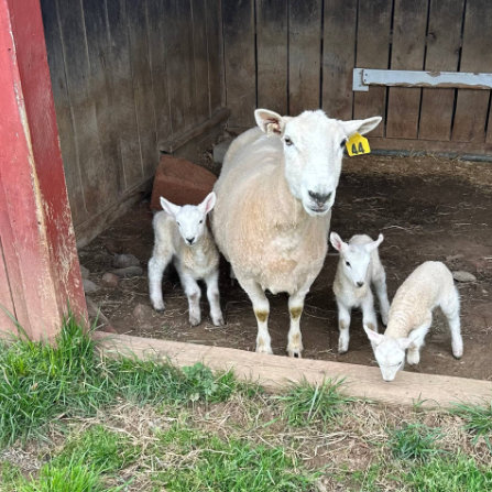 Sheep at Clarks Farm