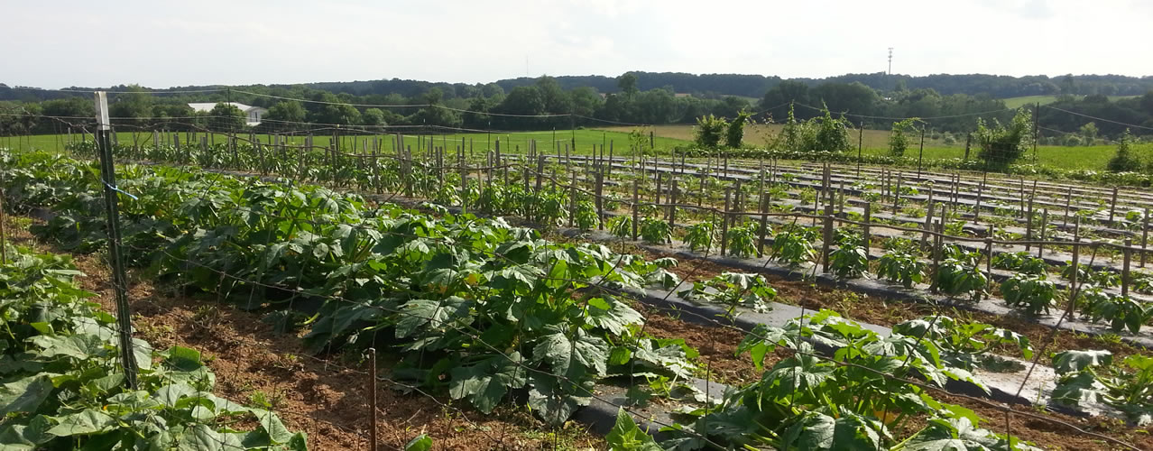 Clark Family Farms