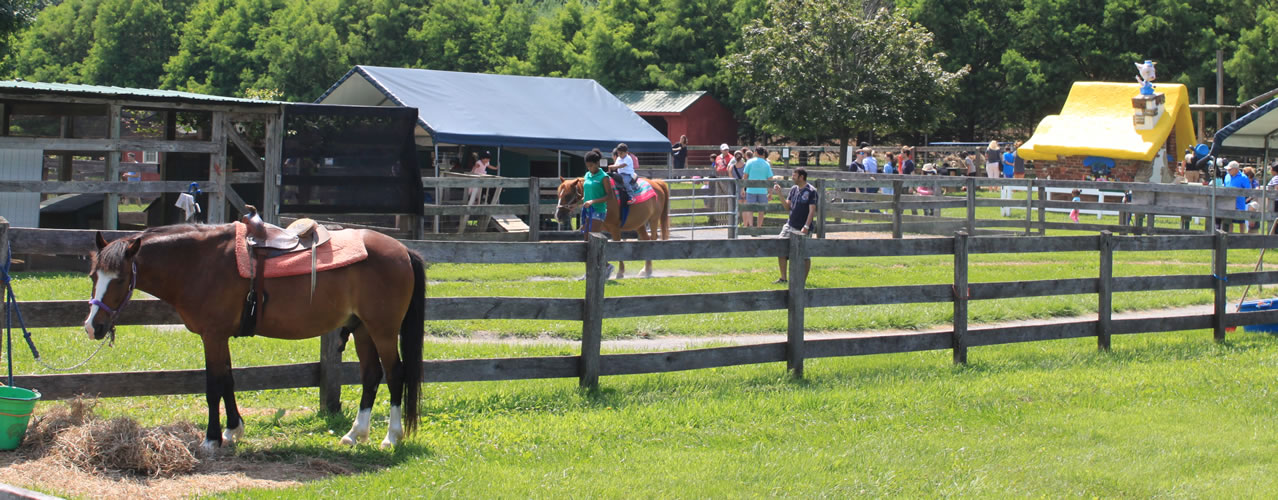Horse and pony rides through the farm