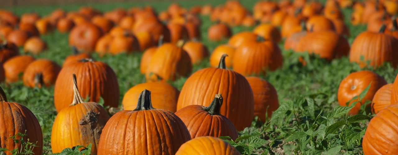 Fall Pumpkin Patch Tours at Clark’s Elioak Farm - the Petting Farm In