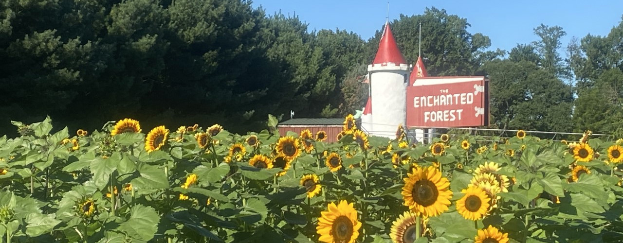 Sunflowers at the farm