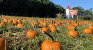 Pumpkin Patch at Clarks Farm