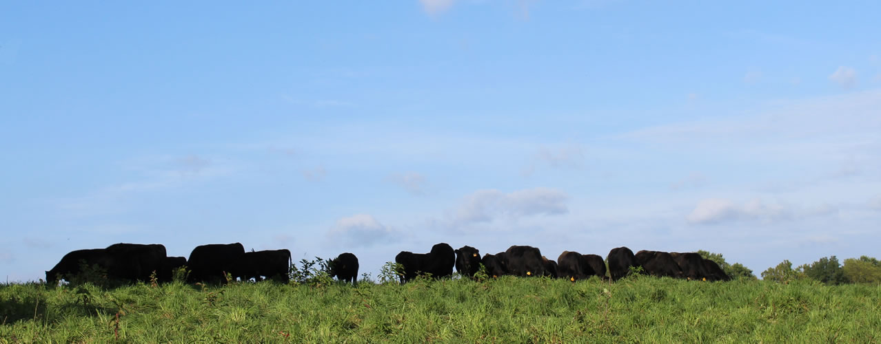 100% Grassfed Beef at Clarks Farm