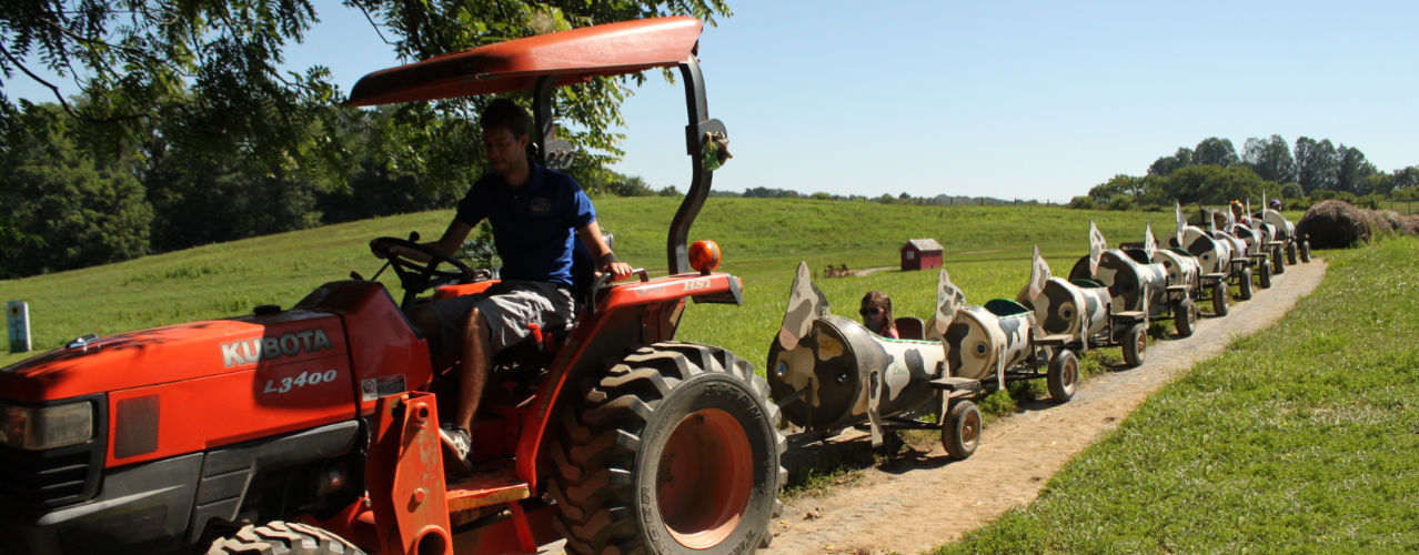 Cow Train Ride