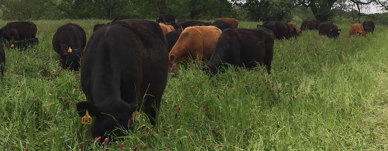 Cows on Clarks Farm