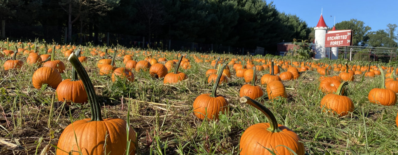 Pumpkin patch at the Petting Farm, Clarks Farm