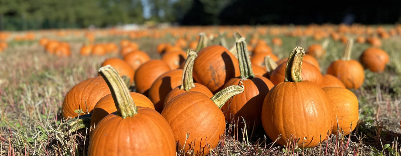 Pumpkins galore at Clarks Farm