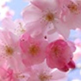 Mothers Day  at Clarks Farm