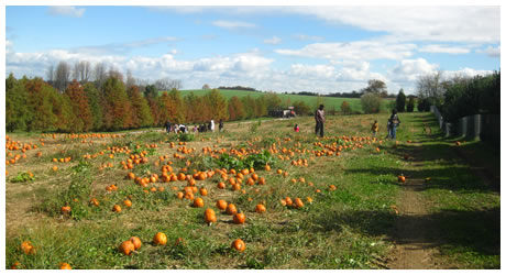 Pumpkin Patch Opens!