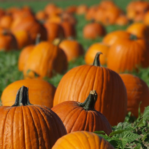 Halloween Costume Parades at Clarks Farm