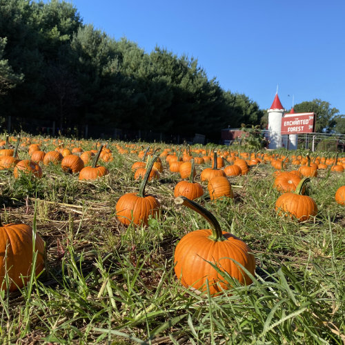 Pumpkin Patch at Clarks Farm