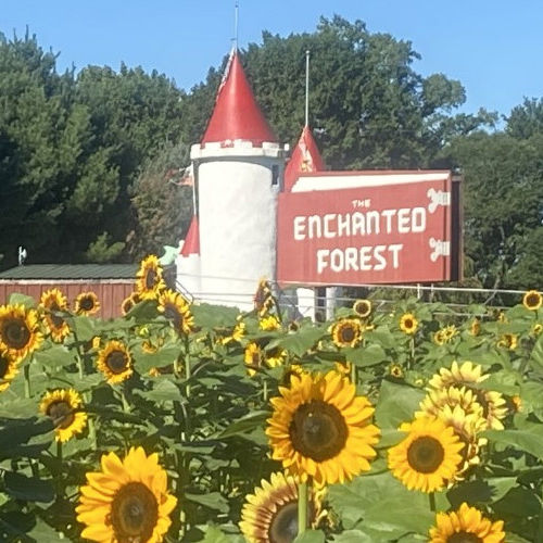Sunflower Showcase at Clarks Farm